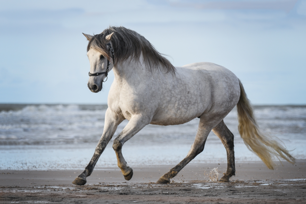 andalusian horse mane and tail care